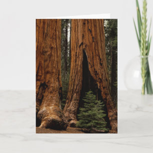 Carte Arbres Redwood, Parc national de Sequoia.