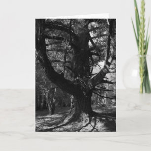 Carte Arbres, UC Santa Cruz, 1963