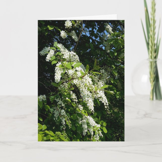 Carte Arbuste aux fleurs blanches (Devant)