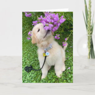 Carte Archie's Adventures Blank Gretting Card 5