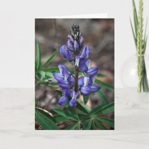 Carte Arctic Lupine, parc national Denali, Alaska