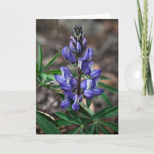Carte Arctic Lupine, parc national Denali, Alaska (Devant)