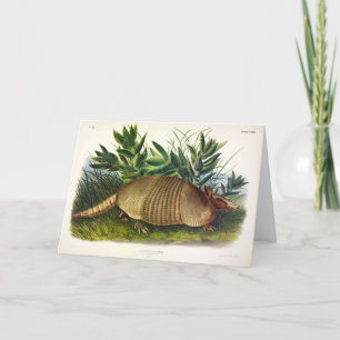 Carte Armadillo à nez long, à neuf bandes, par Audubon