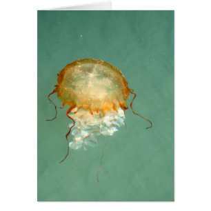 Carte Art Cadre Sea Nettle Jellyfish