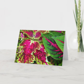 Carte Art de coleus