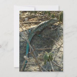 Carte Aruba Whiptail Lizard Photographie d'animaux tropi