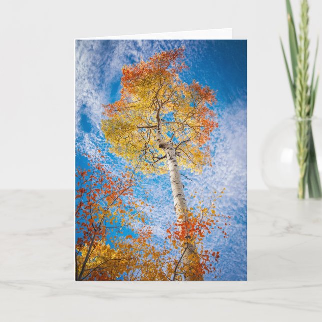 Carte Aspen, Vierge à l'intérieur (Devant)