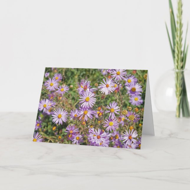 Carte Asters sauvages de Santa Fe (Devant)