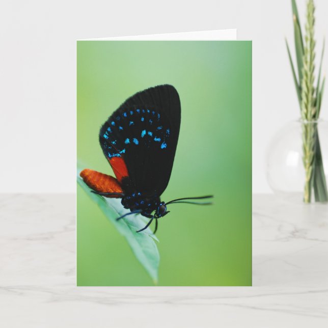 Carte Atala (Devant)