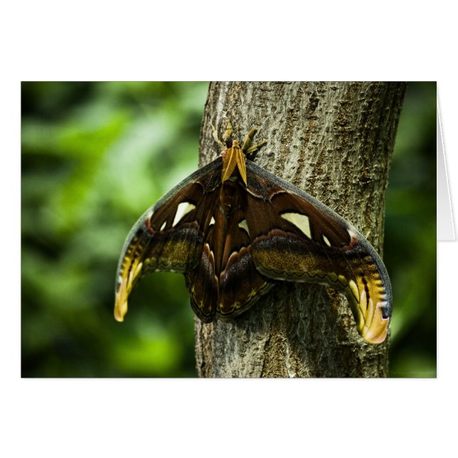 Carte Atlas Attacus (Devant Horizontal)