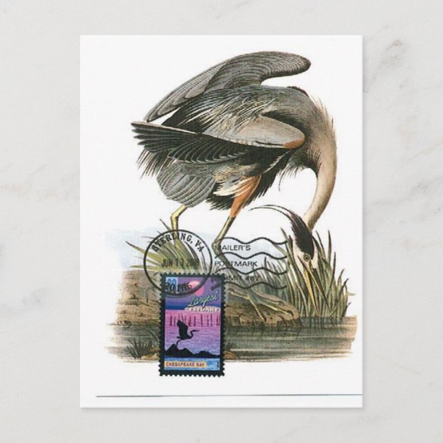 Carte Audubon au maximum du Grand Héron Bleu (Devant)