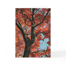 AUTOMNE (carte vide)