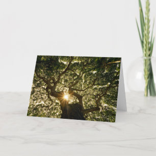 Carte Auvent Sunstar de banian