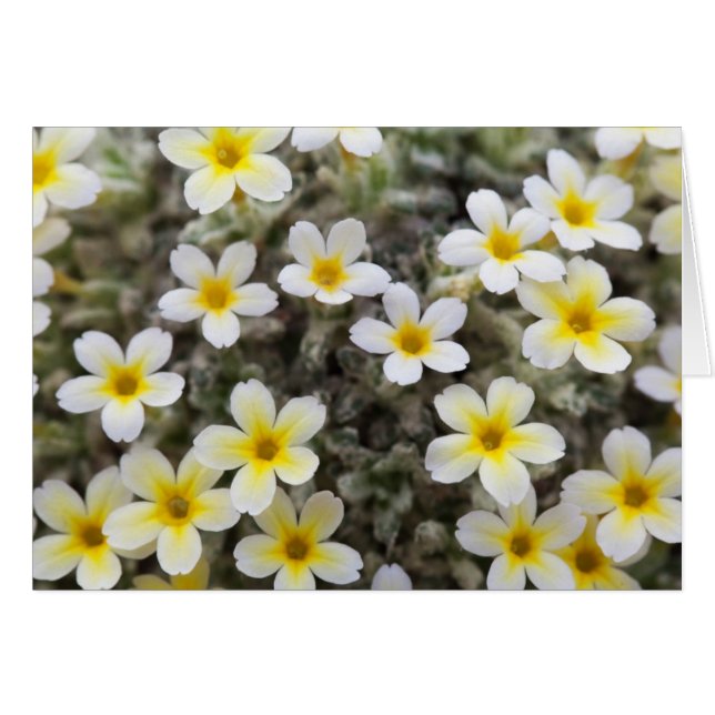 Carte avec Fleurs (Devant horizontal)