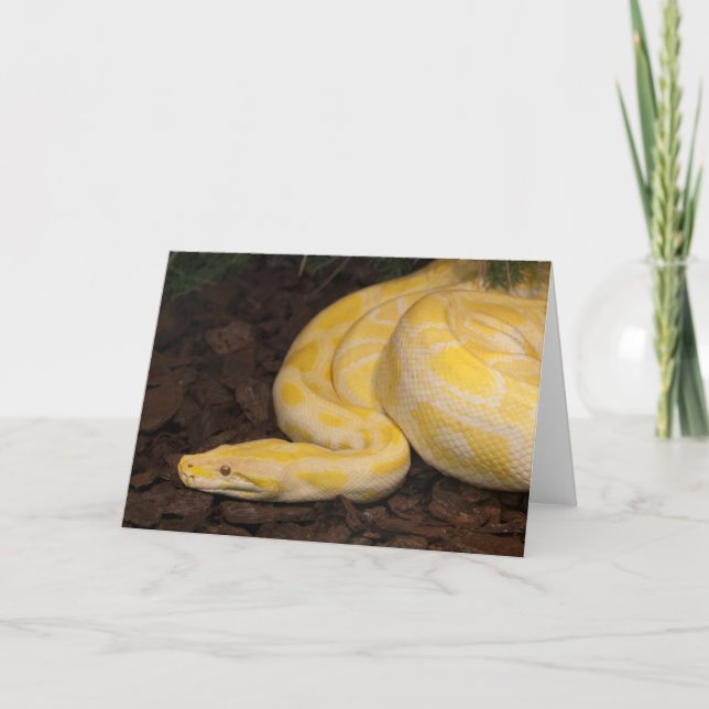 Carte Awesome Yellow Burmese Python (Devant)