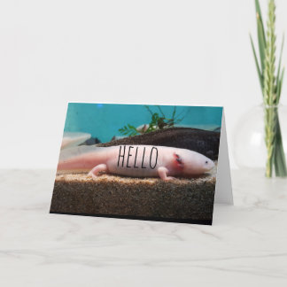 Carte Axolotl leuciste