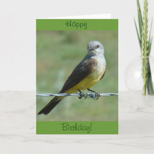 Carte B32 Tyran à bec épais