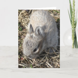 Carte Baby Bunny