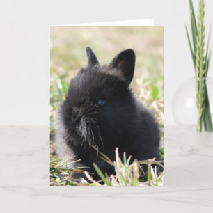 Carte Baby Bunny