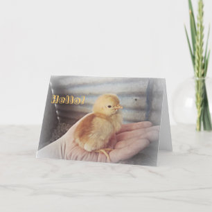 Carte Baby Chick "Hello"