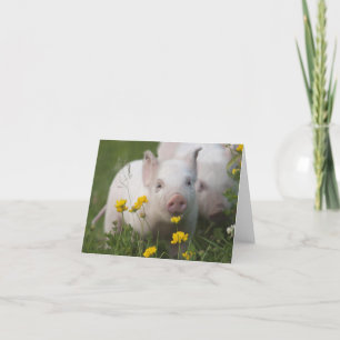 Carte Baby Piglet dans le champ de fleurs jaunes
