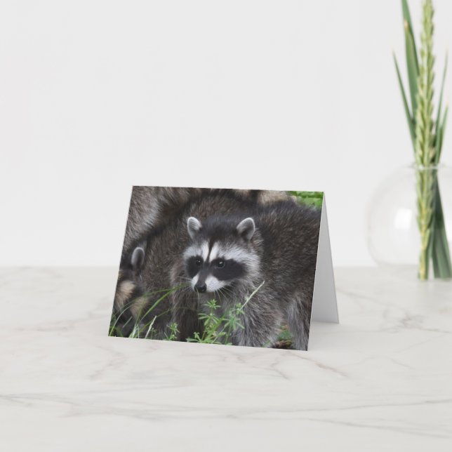 Carte Baby Raccoom (Devant)
