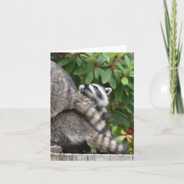 Carte Baby Raccoon (Devant)