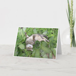 Carte Backscratch succulent