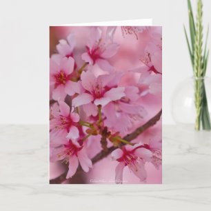 Carte Baigné dans des fleurs de cerisier japonaises