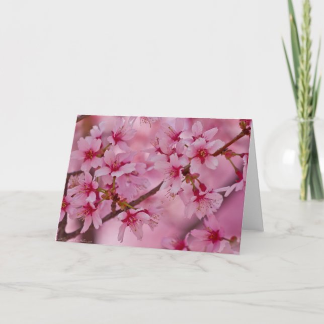 Carte Baigné dans des fleurs de cerisier japonaises (Devant)