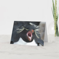Bâillement de Rockhopper