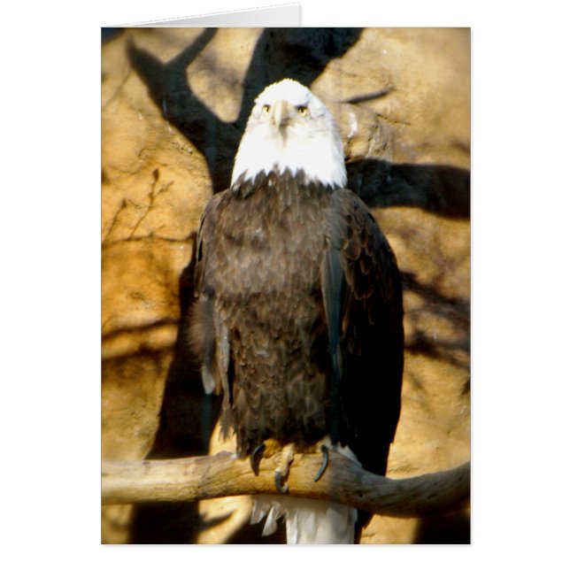 Carte Bald Eagle (Devant)