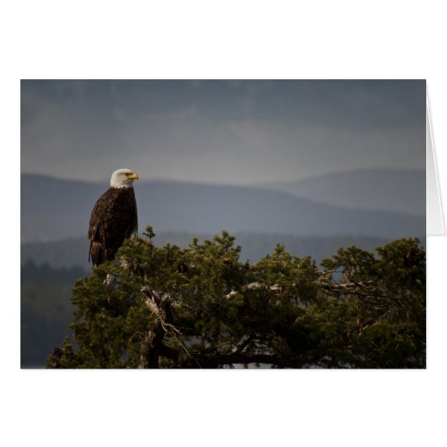 Carte Bald Eagle (Devant horizontal)