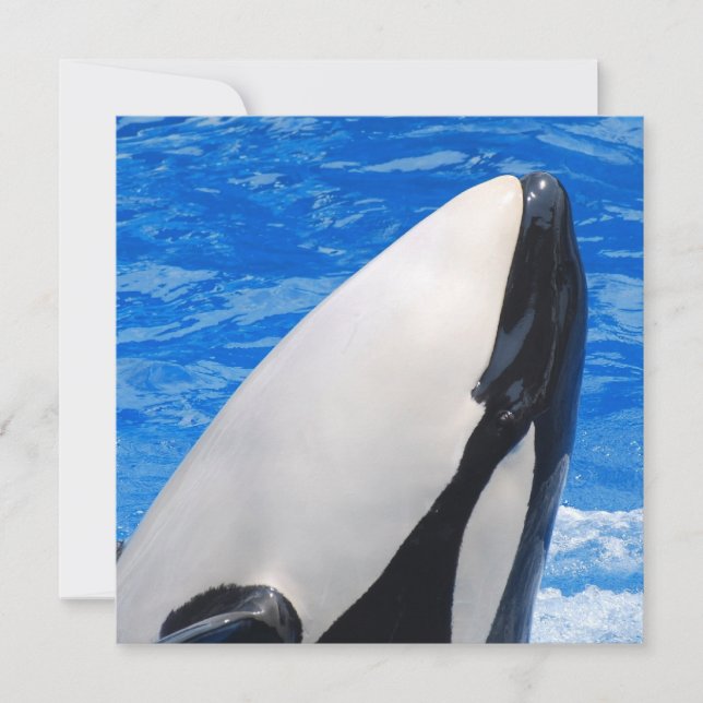 Carte Baleine tueuse (Devant)