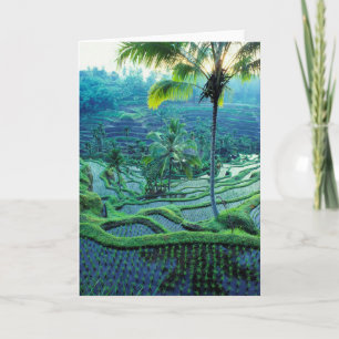 Carte Bali Vue D'Ensemble Des Terrasses De Riz
