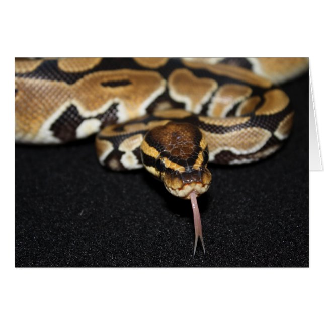 Carte Ball Python (Devant horizontal)