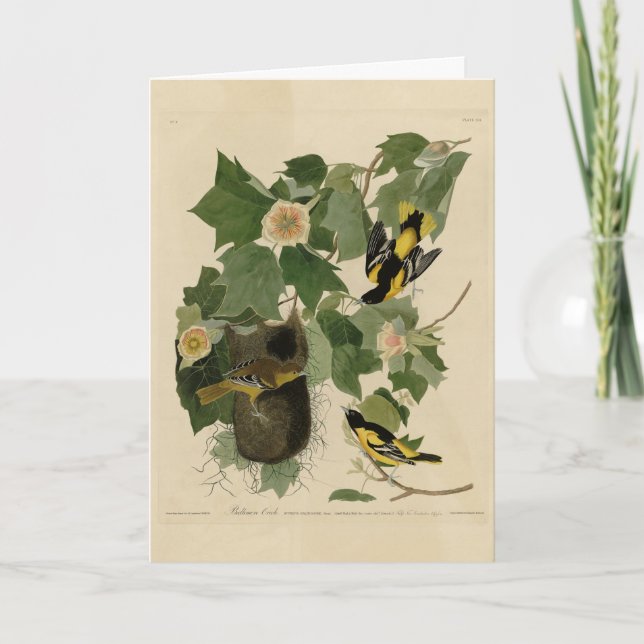 Carte Baltimore Oriole - d'Audubon's Birds of America (Devant)