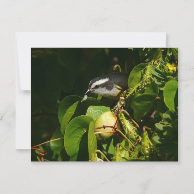 Carte Bananaquit Bird Mange Photographie tropicale (Devant)