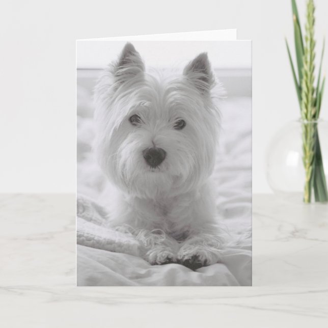 Carte Barko dans le lit (Devant)