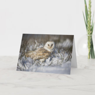 Carte Barn Owl à Snow