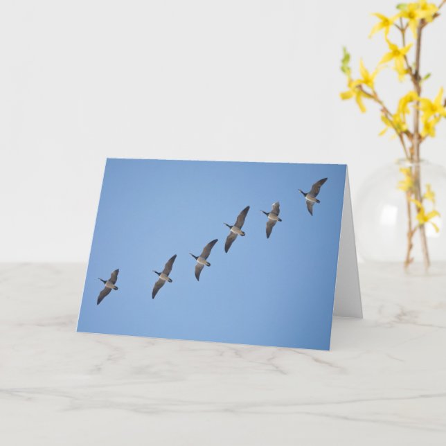 Carte Barnacle Geese (Fleur jaune)