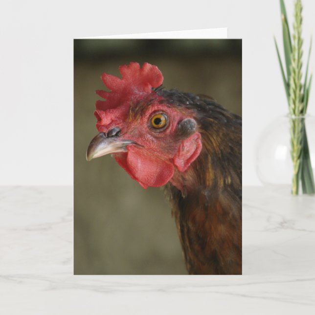 Carte Barnyard Mix Hen (Devant)