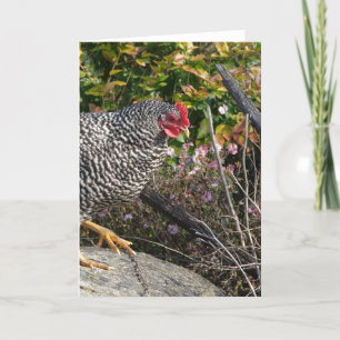Carte Barred Rock Hen