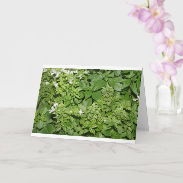 Carte Basilic (Ocimum basilicum) (Orchidée)