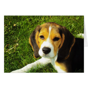 Carte beagle