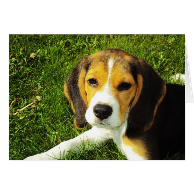 Carte beagle (Devant horizontal)