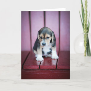 Carte Beagle bébé sur fauteuil rouge