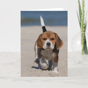 Carte Beagle puppy