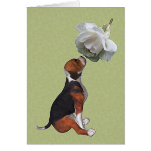 Carte beagle Puppy White Rose Animal