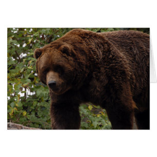 Carte Bear-005 grisâtre